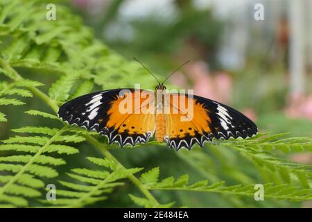 Der bunte Schmetterling Leopard Schnauzen, in latein Cethosia cyane, sitzt auf einem Farn im Dschungel Wald Stockfoto