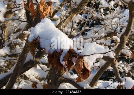 Der Winter überrascht den Herbst und schneit noch nicht gefallene braune Blätter Zoll Stockfoto