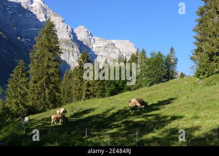 Ländliche Szene in den schweizer alpen mit Bergen, frischer Luft und weidenden Braunvieh Stockfoto