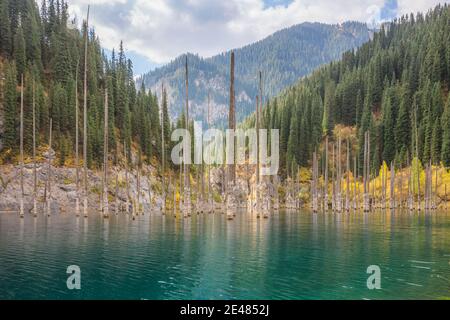 Kaindy Lake im Kolsai Lakes National Park in Saty, Kasachstan verfügt über untergetauchte Birkenstämme. Stockfoto