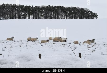 Borders Region .Schottland. 21. Januar 21 Storm Christophe brachte über Nacht Schnee zu den Scottish Borders & Midlothian . Bild zeigt Winter lan Stockfoto