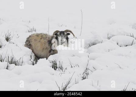 Borders Region .Schottland. 21. Januar 21 Storm Christophe brachte über Nacht Schnee zu den Scottish Borders & Midlothian . Bild zeigt Winter lan Stockfoto