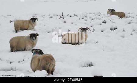 Borders Region .Schottland. 21. Januar 21 Storm Christophe brachte über Nacht Schnee zu den Scottish Borders & Midlothian . Bild zeigt Winter lan Stockfoto