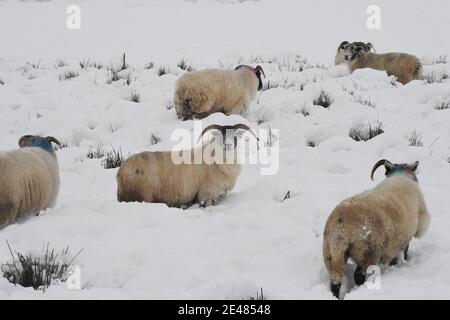 Borders Region .Schottland. 21. Januar 21 Storm Christophe brachte über Nacht Schnee zu den Scottish Borders & Midlothian . Bild zeigt Winter lan Stockfoto