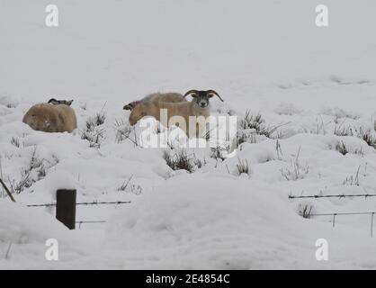 Borders Region .Schottland. 21. Januar 21 Storm Christophe brachte über Nacht Schnee zu den Scottish Borders & Midlothian . Bild zeigt Winter lan Stockfoto