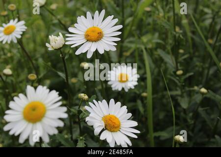 Blumen auf der Postkarte Daisy Garten Apotheke ist große Plano mit Blütenblättern und helle Mitte mit einer Kopie des Raumes. Stockfoto