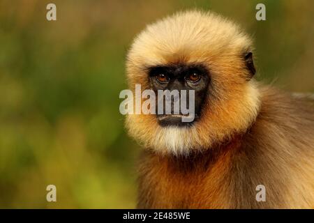 Hanuman Langur, Semnopithecus entellus, Bhadra Tiger Reserve, Karnataka Indien Stockfoto