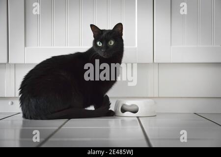 Schwarze Katze sitzt und isst auf weißem Hintergrund Stockfoto