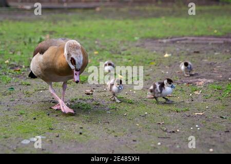 Ägyptische Gänsefamilie mit vielen niedlichen Gänsen (Alopochen aegyptiaca), die Gras auf der Wiese fressen. Junge Küken geschützt von Mutter Gans im Frühjahr natu Stockfoto