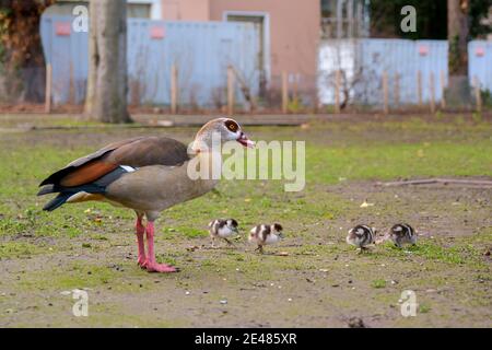 Ägyptische Gänsefamilie mit vielen niedlichen Gänsen (Alopochen aegyptiaca), die Gras auf der Wiese fressen. Junge Küken geschützt von Mutter Gans im Frühjahr natu Stockfoto