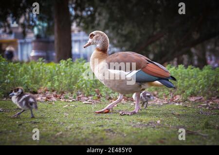 Ägyptische Gänsefamilie mit vielen niedlichen Gänsen (Alopochen aegyptiaca), die Gras auf der Wiese fressen. Junge Küken geschützt von Mutter Gans im Frühjahr natu Stockfoto