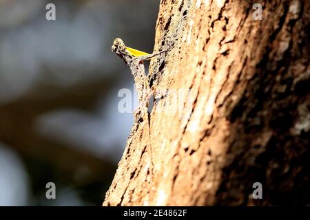 Indische Flying Lizard, Draco dussumieri, Ganesh gudi, Karnataka, Indien Stockfoto