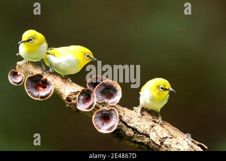 Orientalisches Weißauge, Zosterops palpebrosus, Ganeshgudi, Karnataka, Indien Stockfoto