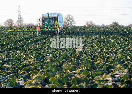 Arbeiter ernten savoy-Kohl bei TH Clements in der Nähe von Boston in Lincolnshire. Bilddatum: Freitag, 22. Januar 2021.