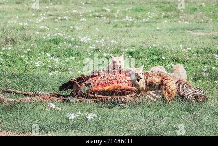 Schwarzrückenschakale zerrissen mit Zähnen Zebrakörper bleibt nach dem Löwenessen im Ngorongoro Crater National Wildlife Park in Tansania, Ostafrika. Stockfoto