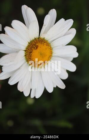 Blumen auf der Postkarte Daisy Garten Apotheke ist große Plano mit Blütenblättern und helle Mitte mit einer Kopie des Raumes. Stockfoto