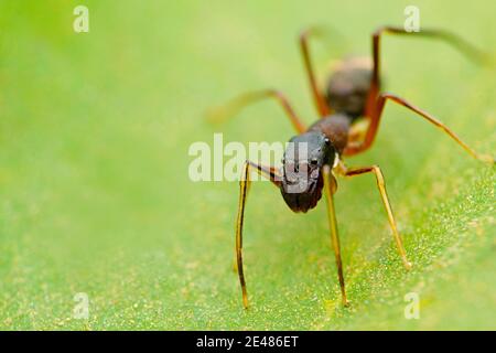 Schwarze Ameisenspinne, Myrmarachne albocincta, Satara, Maharashtra, Indien Stockfoto