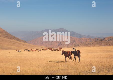 Wildpferde auf dem Assy Plateau, einem großen Bergtal und Sommerweide, die von Hirten 100km von Almaty, Kasachstan, genutzt wird. Stockfoto