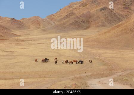 Wildpferde auf dem Assy Plateau, einem großen Bergtal und Sommerweide, die von Hirten 100km von Almaty, Kasachstan, genutzt wird. Stockfoto