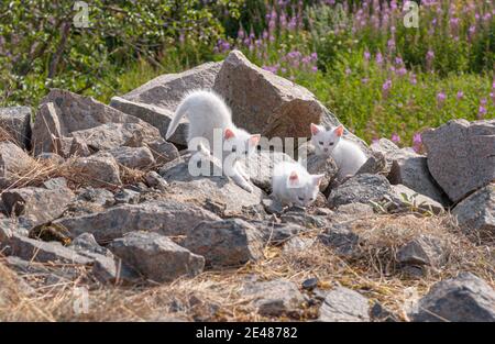 Weiße Kätzchen spielen zwischen Felsen. Stockfoto