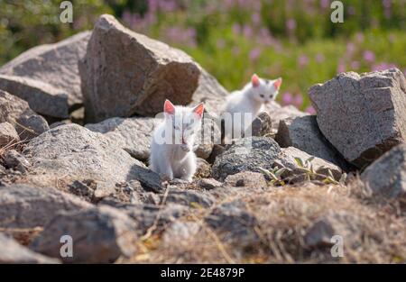 Weiße Kätzchen spielen zwischen Felsen. Stockfoto