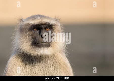 Wildgrauer Langur Semnopithecus entellus ruht, Thol Lake Wildlife Sanctuary, Mehsana, Gujarat, Indien Stockfoto