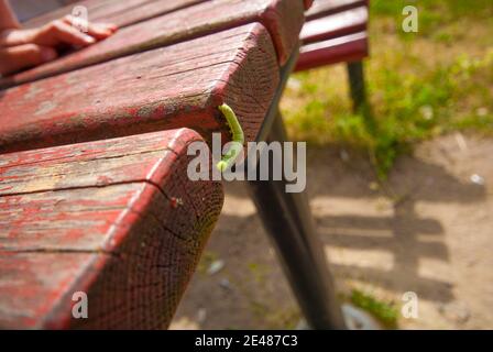 Eine grüne Maggot auf einer roten Bank. Stockfoto