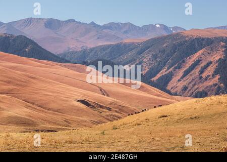 Weitläufige Landschaft des Assy Plateau, ein großes Bergtal und Sommerweide mit Hirten und Pferden 100km von Almaty, Kasachstan. Stockfoto