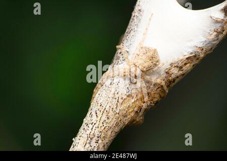 Laufende Krabbenspinne Schutz Eggsack, Philodromus dispar, Satara, Maharashtra, Indien Stockfoto