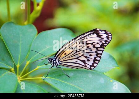 Schwarzer weißer Schmetterling sitzt auf einer Pflanze. Nahaufnahme einer weißen Baumnymphe Stockfoto