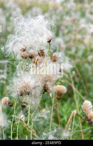 Flauschige Samen von mehrjährigen krautigen Pflanzen der Thistle, Cirsium arvense Stockfoto