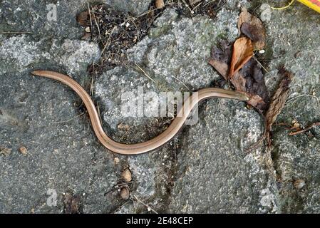 Gewöhnlicher Slowworm Anguis fragilis aka Slow Worm, Blindworm oder Deaf Adder, eine Form von legless Lizard oder Anguidae Reptile Stockfoto