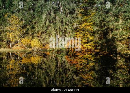 Boubin See. Spiegelung der Herbstbäume des Boubin Urwaldes, Sumava-Gebirge, Tschechische Republik.Wasserreservoir auf der Höhe von 925 m. Stockfoto