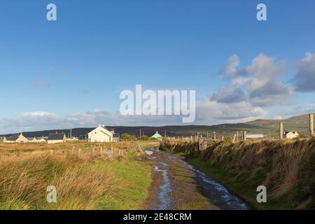 Schafe auf Feldweg Straße in der Grafschaft Kerry Irland Stockfoto