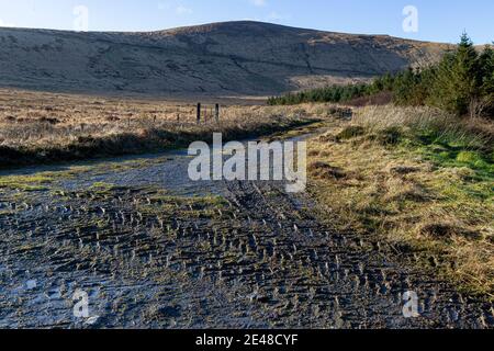 Schafe auf Feldweg Straße in der Grafschaft Kerry Irland Stockfoto