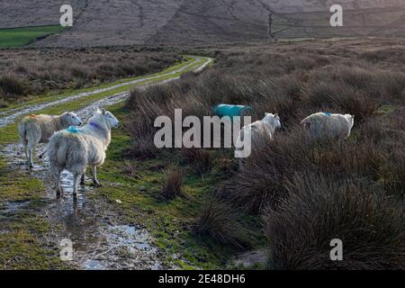 Schafe auf Feldweg Straße in der Grafschaft Kerry Irland Stockfoto