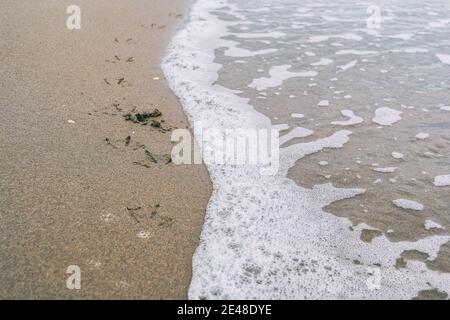 Vogelfußabdrücke im nassen Sand des Strands Die Fußabdrücke wurden von einer Meereswelle weggespült Stockfoto
