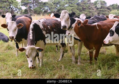 AUCKLAND, NEUSEELAND - 16. Jan 2021: Blick auf die Gruppe der neugierigen Kühe Stockfoto