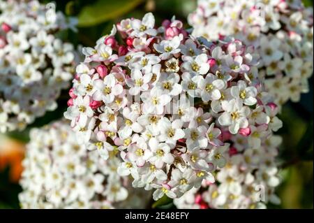 Viburnum x burkwoodii eine frühlingsblühende Strauchpflanze mit einer weißen rosa Frühlingsblume im April und Mai, Stock Foto Bild Stockfoto