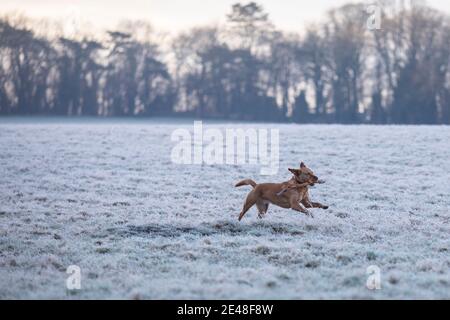 Cardiff, Wales, Großbritannien. Januar 2020. Ein Hund läuft mit einem Stock an einem eiskalten Januarmorgen in West Cardiff durch ein frostiges Feld. Kredit: Mark Hawkins/Alamy Live Nachrichten Stockfoto