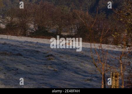 Cardiff, Wales, Großbritannien. Januar 2020. Ein Fuchs wird in einem frostigen Feld an einem eiskalten Januarmorgen in West Cardiff abgebildet. Kredit: Mark Hawkins/Alamy Live Nachrichten Stockfoto