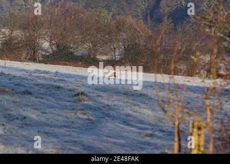 Cardiff, Wales, Großbritannien. Januar 2020. Ein Fuchs wird in einem frostigen Feld an einem eiskalten Januarmorgen in West Cardiff abgebildet. Kredit: Mark Hawkins/Alamy Live Nachrichten Stockfoto