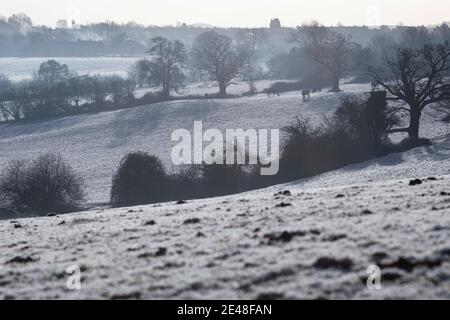 Cardiff, Wales, Großbritannien. Januar 2020. Pferde grasen an einem eiskalten Januarmorgen in West Cardiff auf einem stark mattierten Feld. Kredit: Mark Hawkins/Alamy Live Nachrichten Stockfoto