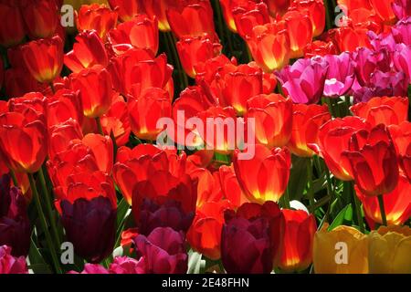Rote Tulpen, die im Sonnenlicht leuchten, bilden ein sehr schönes Bild Stockfoto