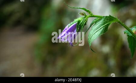 Glockenblume blüht im Garten, verschwommener Hintergrund Stockfoto