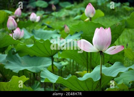 Lotusblumen beginnen sich auf einem See in Shenzhen, China zu öffnen 2020 Stockfoto