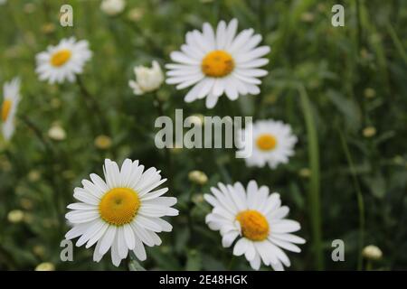 Blumen auf der Postkarte Daisy Garten Apotheke ist große Plano mit Blütenblättern und helle Mitte mit einer Kopie des Raumes. Stockfoto