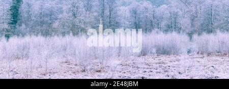 Frostiger Wald VI. Thetford Forest, Dezember 2020 Stockfoto