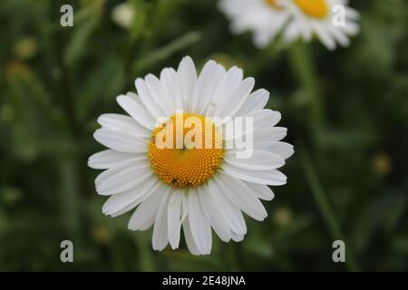 Blumen auf der Postkarte Daisy Garten Apotheke ist große Plano mit Blütenblättern und helle Mitte mit einer Kopie des Raumes. Stockfoto