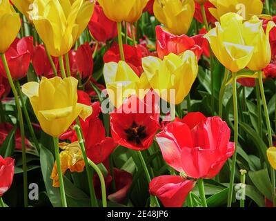 Leuchtend rote und gelbe Tulpen Stockfoto